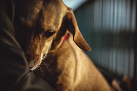 Stressfrei ins neue Jahr: So stehst du deinem Hund an Silvester bei