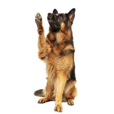 Sitzender Schäferhund mit gehobener Pfote