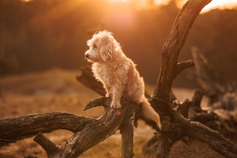 Hund auf einem Baumstamm