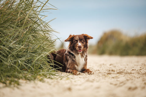 Hund liegend in den Dünen