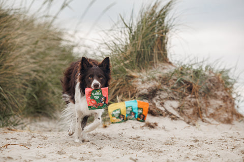 Hund in Dünen mit Tüte im Mund