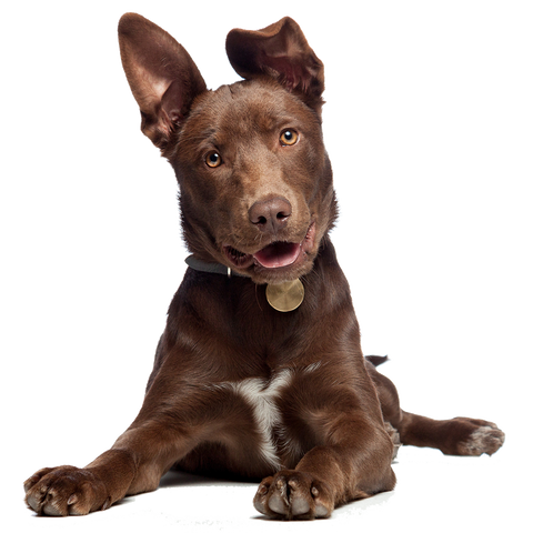 Liegender Hund mit ausgestreckten Beinen