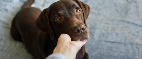 Hund liegt auf einer Decke