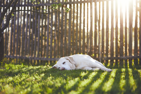 Hund im Schatten auf grüner Wiese