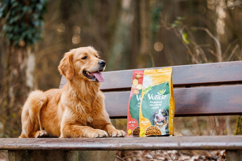 Hund liegt neben Vutter! Trockenfutter auf einer Bank