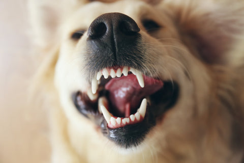 Zahngesundheit beim Hund: Tipps für gesunde Zähne und frischen Atem
