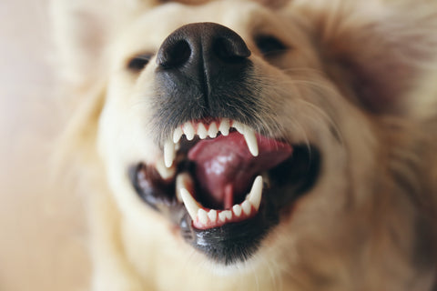 Zahngesundheit beim Hund: Tipps für gesunde Zähne und frischen Atem