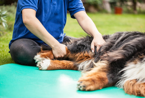 Arthrose und Gelenkprobleme beim Hund