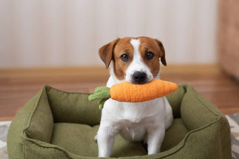 Morosche Karottensuppe für Hunde: Hausmittel bei Durchfall