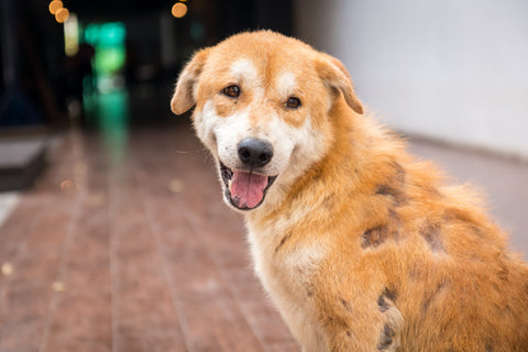 Milben beim Hund: Symptome erkennen und richtig behandeln
