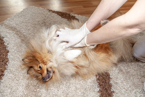 Reanimation eines am bodenliegenden Hundes