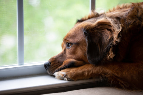 Wenn Hunde Depressionen haben: So hilfst du deinem Vierbeiner wieder glücklich zu werden