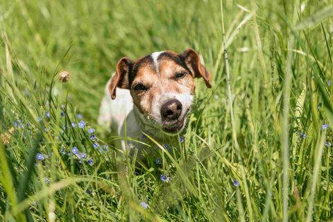Hund frisst Gras