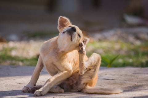 Hund mit Grasmilben sitzt auf einem Feldweg und kratzt sich mit der Hinterpfote an den Ohren.