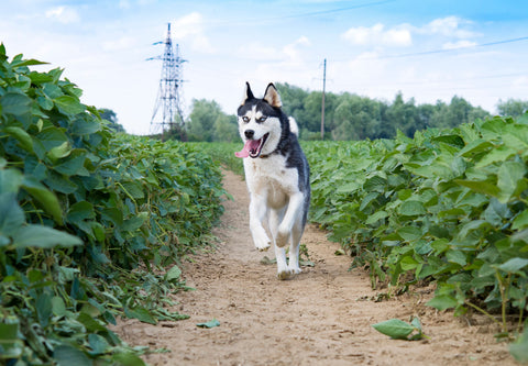 Husky läuft freudig auf einem schmalen Weg in einem Sojafeld