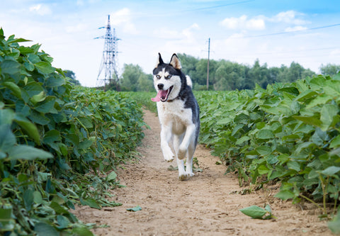 Husky läuft freudig auf einem schmalen Weg in einem Sojafeld