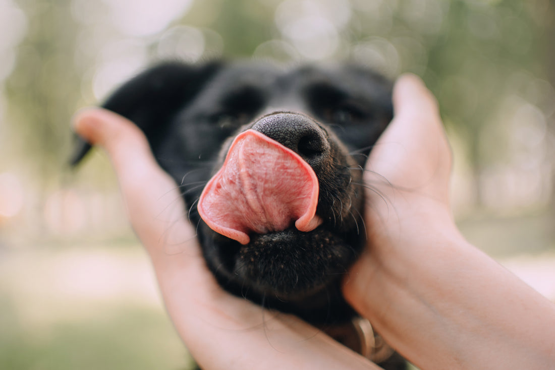 Dein Guide für eine flexitarische Hundeernährung