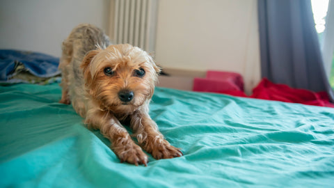 Hund mit einer Pankreatitis in Gebetsstellung