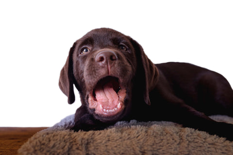 Ein Labrador zeigt seine Milchzähne