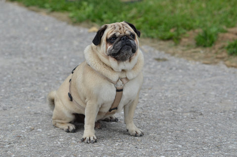 Qualzucht beim Hund: Warum süßes Aussehen oft großes Leid bedeutet