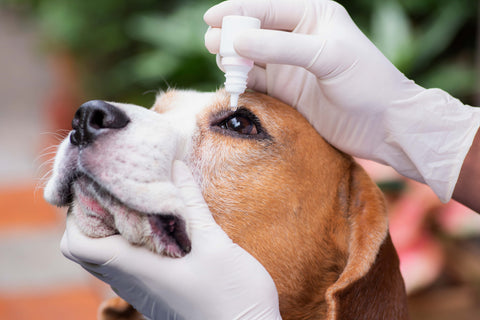 Bindehautentzündung beim Hund: So erkennst du Symptome und handelst richtig