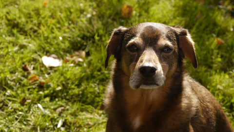 Hund wurde von einer Wespe gestochen und hat eine dicke Schnauze.