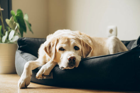 Sodbrennen beim Hund. Hund liegt mit hängendem Kopf im Körbchen.