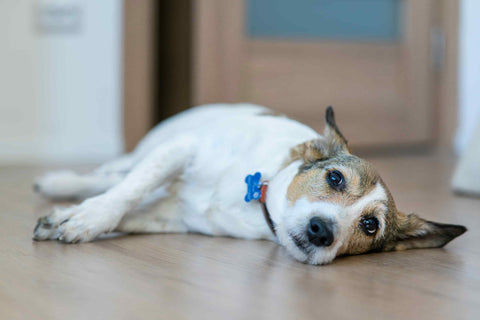 Hund liegt seitlich mit Schmerzen auf dem Boden.