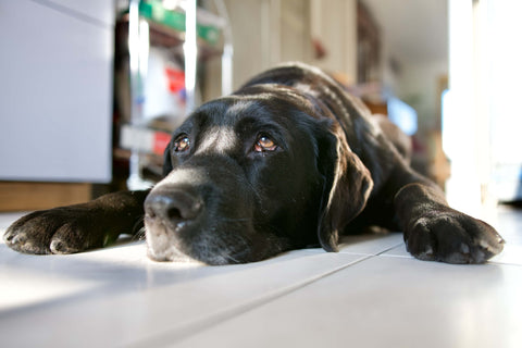 Magendrehung beim Hund: Das solltest du für den Ernstfall wissen