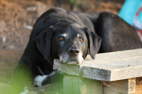Alter Hund liegt mit dem Kopf auf einer Holzbank und schaut mit traurigen Augen in die Kamera.