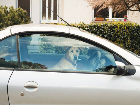 Hund sitzt bei hohen Temperaturen im geschlossenen Auto.