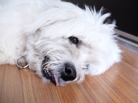Epileptischer Anfall beim Hund: Alles, was Hundehalter wissen sollten