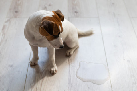 Inkontinenz beim Hund