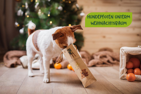 Flauschige & stressfreie Weihnachten mit deinem Hund