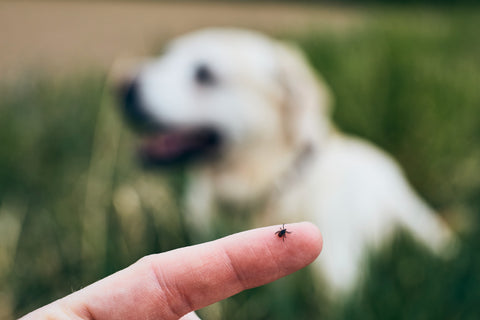 Weißer Hund liegt im hohen Gras vor einem Zeigefinger mit einer Zecke
