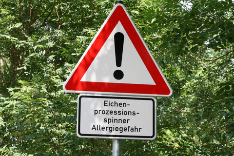 Gefahren für Hunde durch Eichenprozessionsspinner