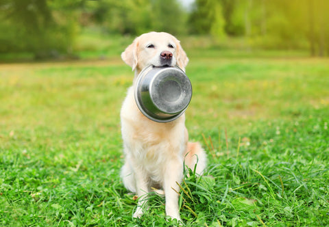 Hund hält eine Schüssel im Maul und sitzt auf einer Wiese