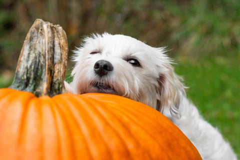 Weißer Hund liegt mit dem Kopf auf einem großen Kürbis