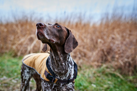 Hund steht mit seinem Hundemantel auf einer Wiese