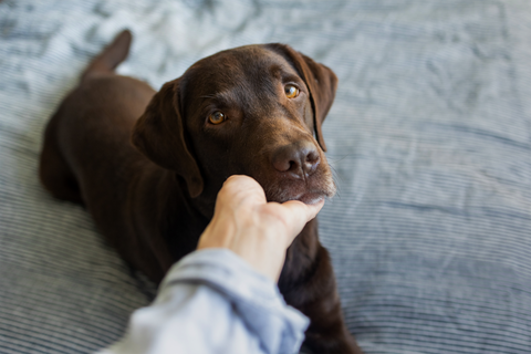 Brauner Hund hat Bauchschmerzen, legt Kopf in Hand