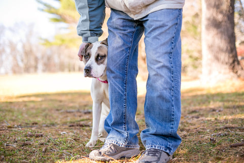 Hund versteckt sich hinter den Beinen seines Besitzers