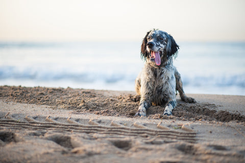Hund liegt im Sand am Strand 