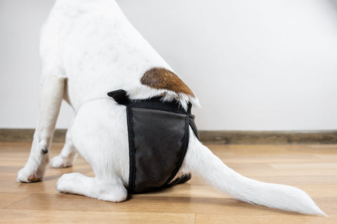 Läufigkeit bei Hunden: Dauer, Phasen und wie oft sie auftritt