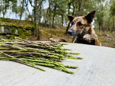 Dürfen Hunde Spargel essen?