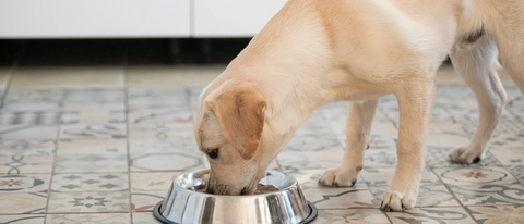 Gerüchte über ein Verbot von veganem Hundefutter