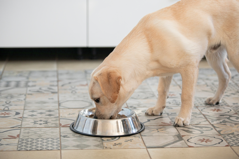 Gerüchte über ein Verbot von veganem Hundefutter