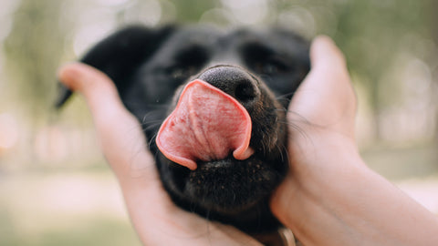 Zwei Hände halten den Kopf eines schwarzen Hundes mit herausgestreckter Zunge