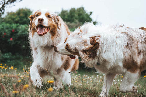 zwei_australian_shepherd_auf_wiese