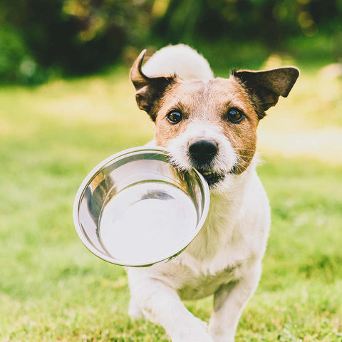 Rennender Hund mit leerem Futternapf