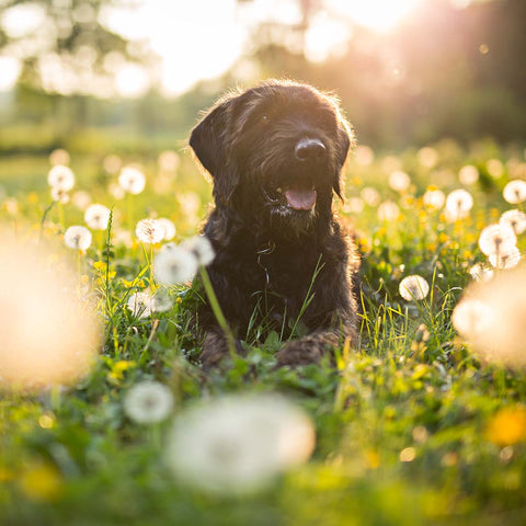 Hund auf grüner Wiese